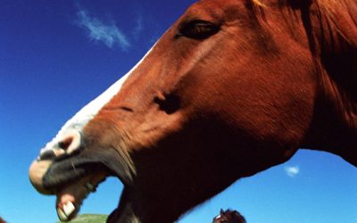 Cheval_qui_rit_1