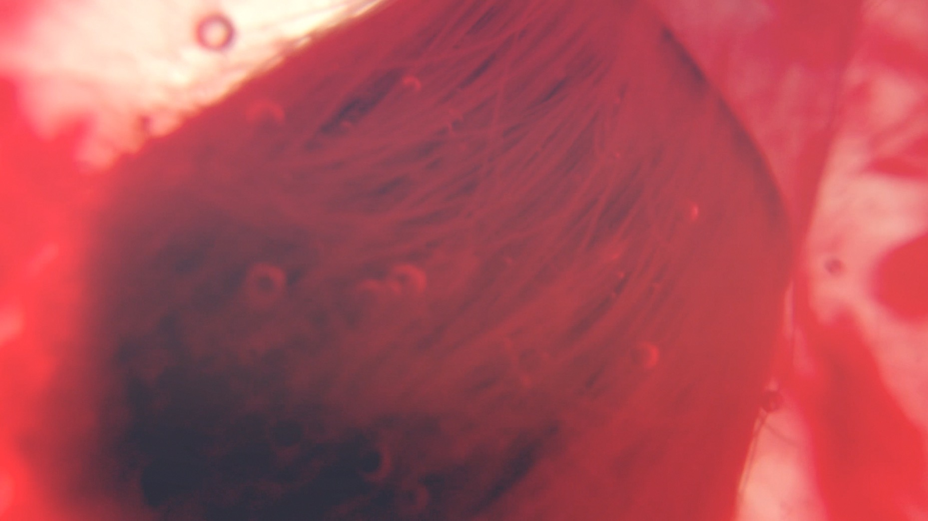 Screen Shot 2015-11-24 at 12.17.10